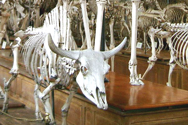 Hall of Evolution in the Jardin des Plantes, Paris